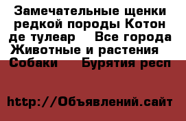 Замечательные щенки редкой породы Котон де тулеар  - Все города Животные и растения » Собаки   . Бурятия респ.